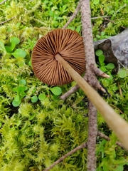 Entoloma holoconiotum