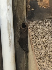 Nannotrigona testaceicornis