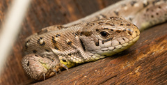 Lacerta agilis