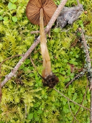 Entoloma holoconiotum