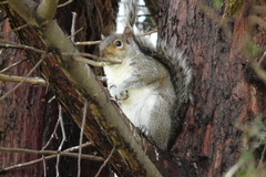 Sciurus carolinensis