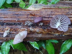 Marasmiellus purpureus