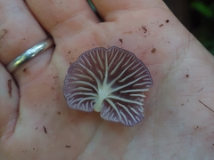 Marasmiellus purpureus