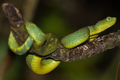 Atheris rungweensis