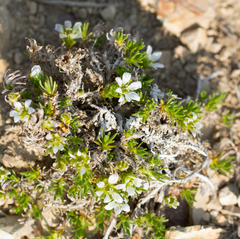 Pseudocherleria macrocarpa