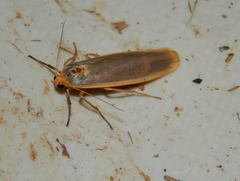 Sozusa scutellata