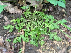 Youngia thunbergiana