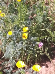 Eschscholzia californica maritima