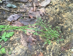 Youngia thunbergiana