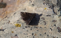Erynnis marloyi