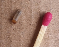 Coleoptera