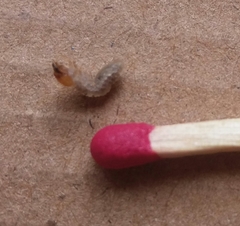 Coleoptera