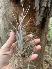 Tillandsia bartramii