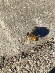 Apis mellifera