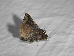 Amphigonia motisigna