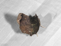Amphigonia motisigna