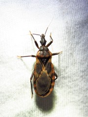 Triatoma lecticularia