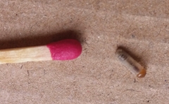 Coleoptera