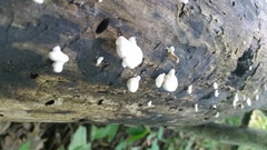 Crepidotus alabamensis