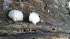 Crepidotus alabamensis