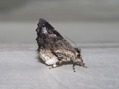 Masca abactalis