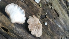 Crepidotus alabamensis