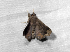 Amphigonia motisigna
