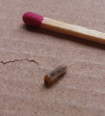 Coleoptera