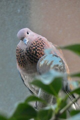 Streptopelia senegalensis