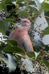 Streptopelia senegalensis