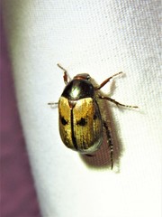 Anomala binotata
