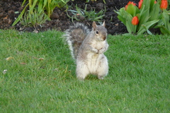 Sciurus carolinensis