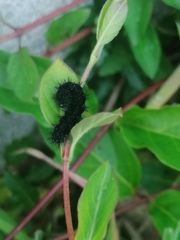 Euphydryas aurinia beckeri