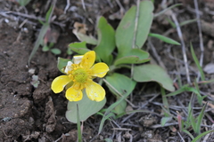Ranunculus glaberrimus