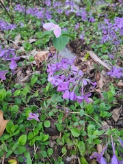 Phlox stolonifera
