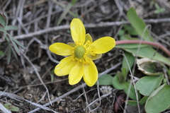 Ranunculus glaberrimus