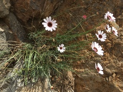 Rhodanthemum