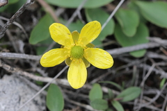 Ranunculus glaberrimus