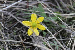 Ranunculus glaberrimus