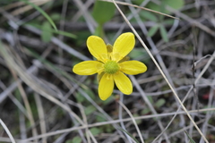 Ranunculus glaberrimus