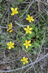 Ranunculus glaberrimus
