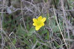 Ranunculus glaberrimus