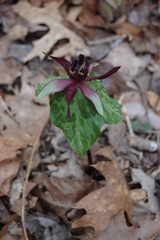 Trillium stamineum