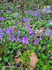 Phlox stolonifera