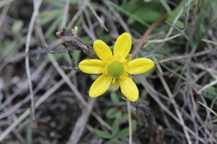 Ranunculus glaberrimus