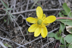 Ranunculus glaberrimus