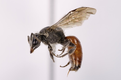 Sphecodes confertus photographed in New Jersey
