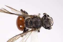 Sphecodes confertus
