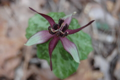 Trillium stamineum