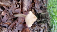 Marasmius nigrodiscus